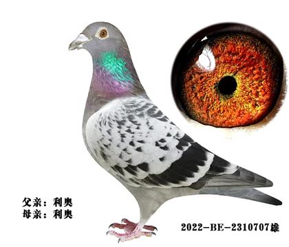 利奧