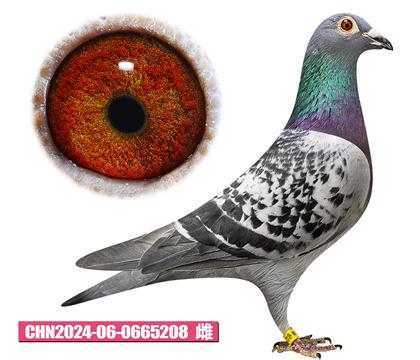 考夫曼-殺手锏王子208