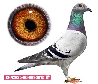 蓋比-魯?shù)霞讶?12