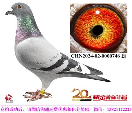 英格斯世界銘鴿“178”直孫