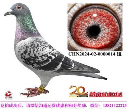 世界銘鴿“哈利”近親直孫