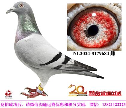 凡登布克原環(huán)公棚前十名成績鴿