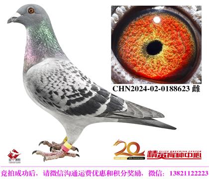 世界銘鴿“最佳基特爾”最高代近親