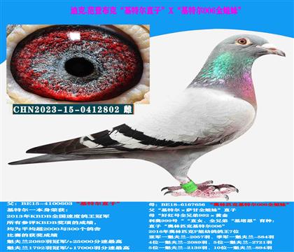 迪克 范登布克“基特爾”直子X(jué)“基特爾006”全姐妹