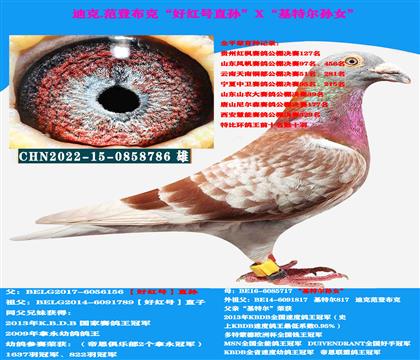 范登布克“好紅號(hào)直孫”X“基特爾孫女”