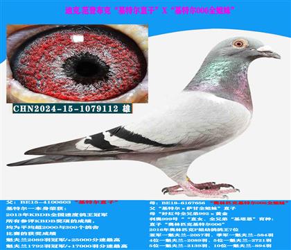 迪克 范登布克“基特爾”直子X(jué)“基特爾006”全姐妹