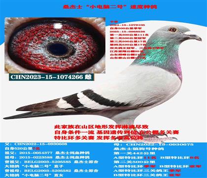 (山區(qū)地形 吃苦耐勞) 桑杰士多關(guān)賽首推種母