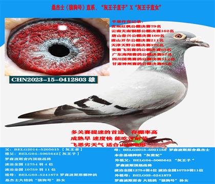 (山區(qū)地形 吃苦耐勞)桑杰士“灰王子”直子X(jué)“灰王子”直女
