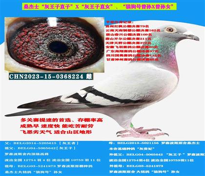 (惡劣天氣 吃苦耐勞) 桑杰士多關(guān)賽首推種母