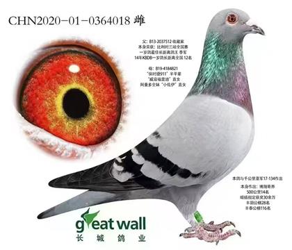 長(zhǎng)城鴿業(yè)“保時(shí)捷911”半妹直女