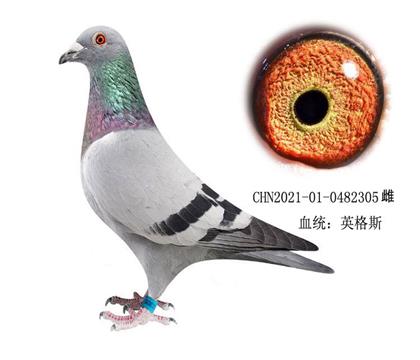 Ӣ˹178OŮ305