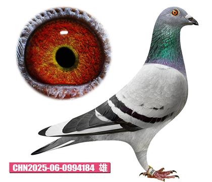 ǲ-ؠ184