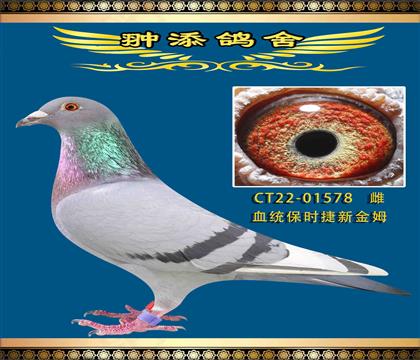 保時捷薪金姆578