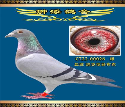 開爾鴿王血系凡登布克026