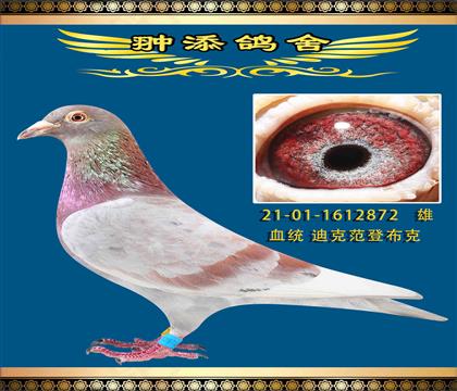 凡登布克 紅色三公子872