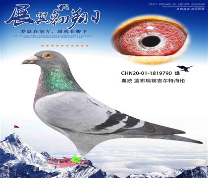 غñӑȫ790