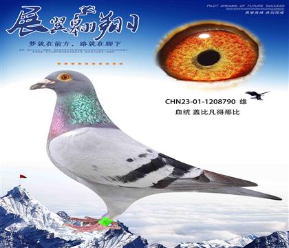 D(zhun)ww790