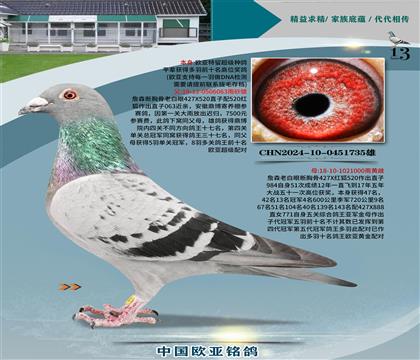 詹森斷胸骨老白眼427X520近親X1000金母黃金配對