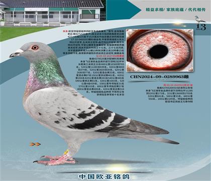 詹森427X520X萬羽特比環(huán)520公里172名