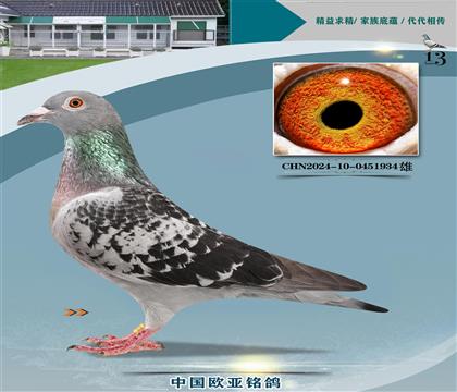 利奧賀爾曼斯原舍851X“奧林匹克03近親”