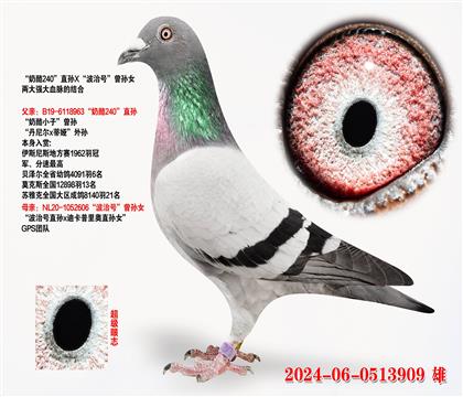“奶酪240”直孙X“波治号”曾孙女