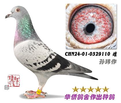4号--詹森019系回血种鸽-0329110-雌