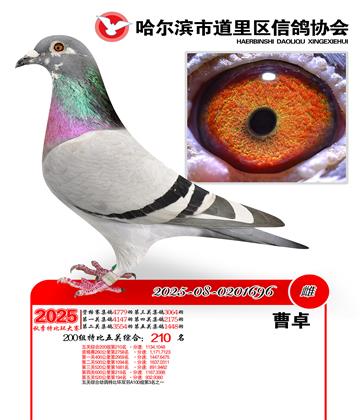 道里五關(guān)鴿王200組210名