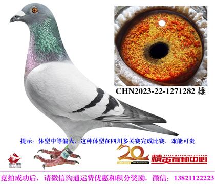 哈利家族奧林匹克鴿王直子