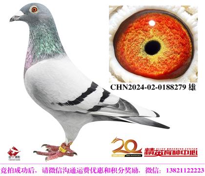英格斯世界銘鴿“178”近親直孫