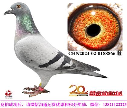 世界銘鴿“保時捷911”最高代近親