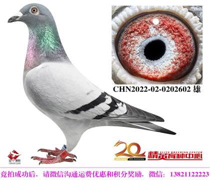 奶酪傳奇銘鴿“年輕托爾”直子