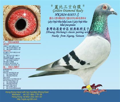 wذ׸HXwW038HOŮ