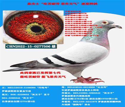 (惡劣天氣 吃苦耐勞) 桑杰士多關(guān)賽首推種鴿