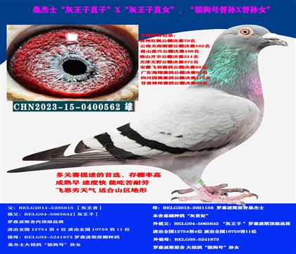 (山區(qū)地形 吃苦耐勞) 桑杰士速度種鴿 多關(guān)賽首推