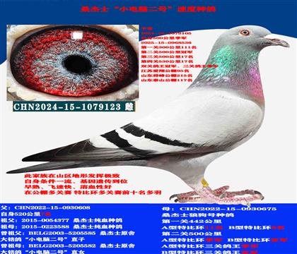(吃苦耐勞 惡劣天氣)多關(guān)賽高級(jí)提速種母
