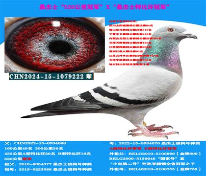 (吃苦耐勞 惡劣天氣)多關(guān)賽速度種鴿 雙冠軍作出