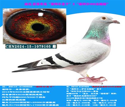 范登布克“基特爾”直子X(jué)“基特爾006”全姐妹