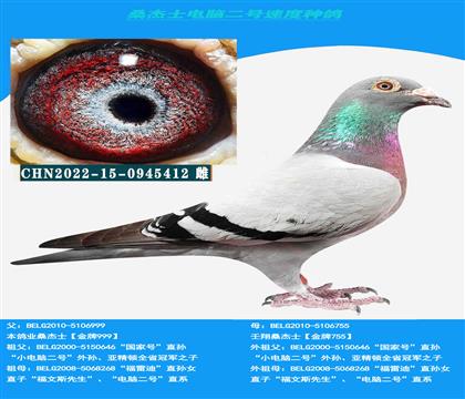 (山區(qū)地形 吃苦耐勞)多關(guān)賽首推桑杰士“小電腦二號(hào)”直系