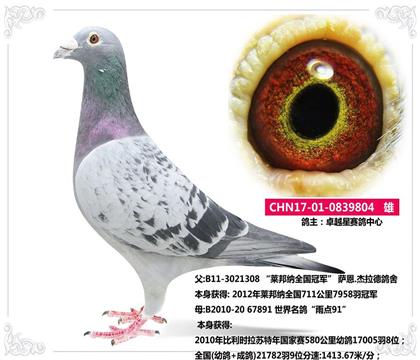 卓越星冠军赛鸽中心--莱邦纳全国冠军直子804   雄