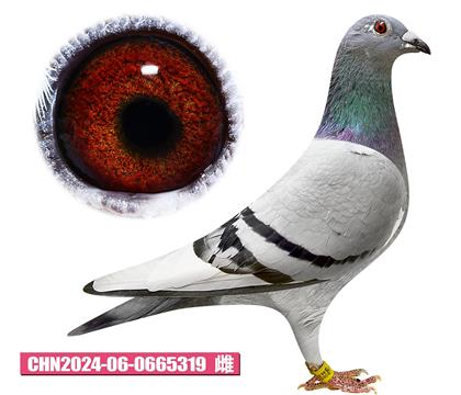 范登布克-基特爾佳人319