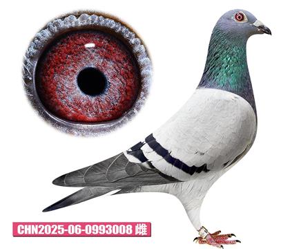 迪布恩-奧林匹克女王008