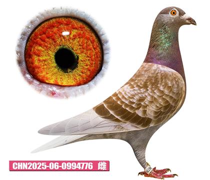 考夫曼-紅牛小姐776