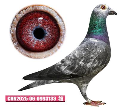 噶斯頓-魅影小子133