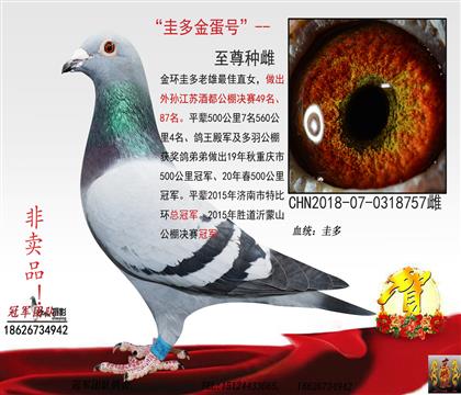 母亲一圭多金蛋号