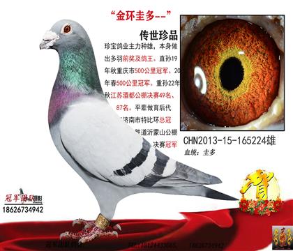 外祖父一珍宝鸽业金环圭多