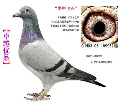 祖母一伯马冠军