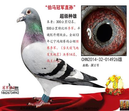 同父哥哥一500公里季军