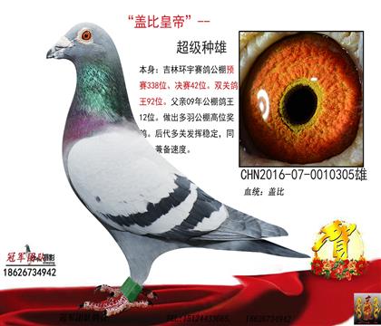 父亲一环宇公棚决赛42名