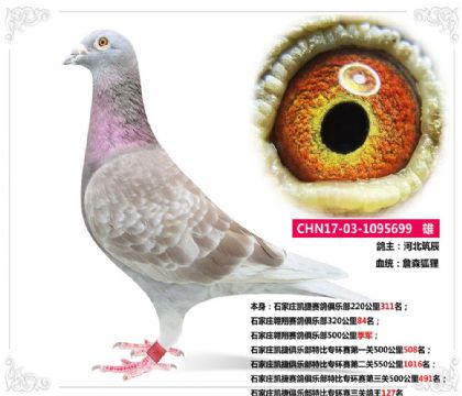 石家庄翱翔赛鸽俱乐部500公里季军  雄