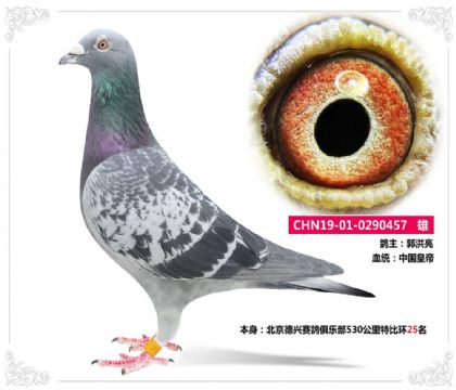 北京德兴赛鸽俱乐部530公里特比环25名  雄